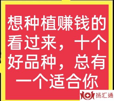 农村致富种植好项目有哪些（分享十个高收益种植项目）-1